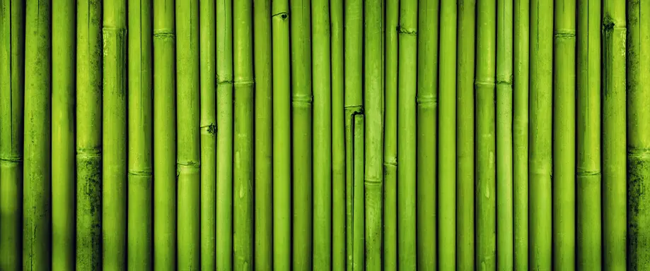 An image of bamboo