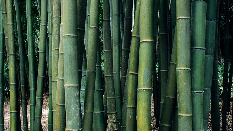 a close up image of bamboo trees