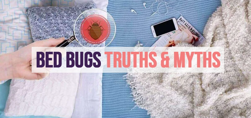 bed bugs myths and truths