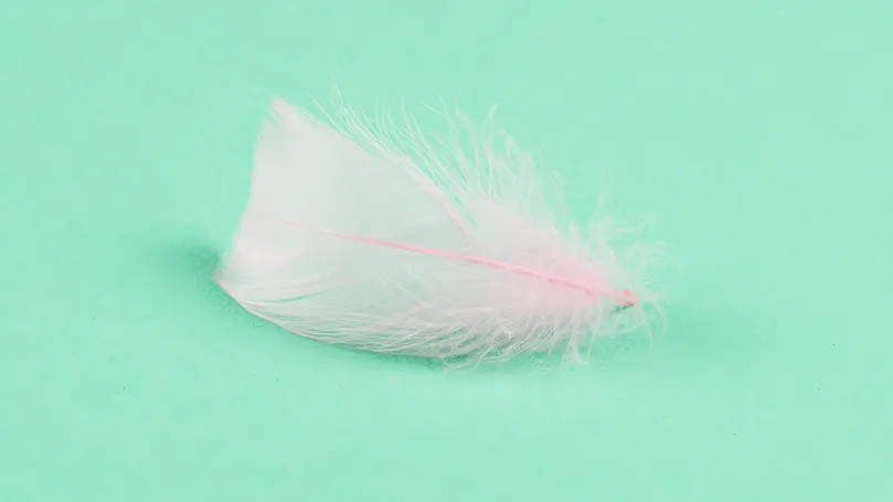a feather on a green background