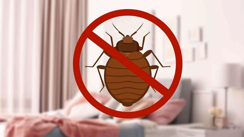how to stop bed bugs