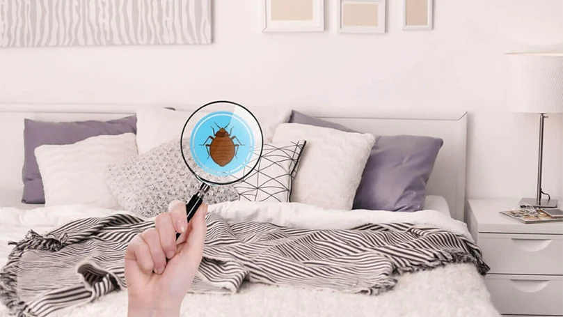 locating bed bugs in your home