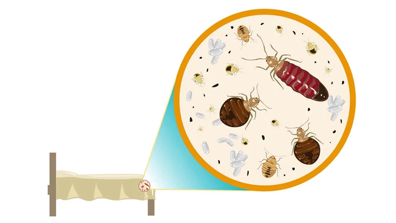 location of bed bugs