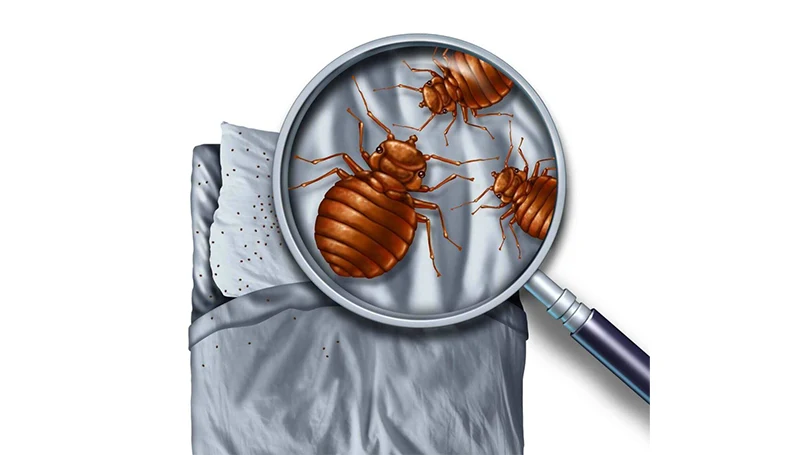 magnified bed bugs