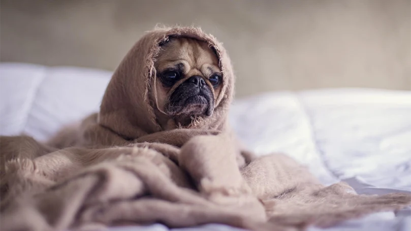 an image of a pug in the sleeping blanket