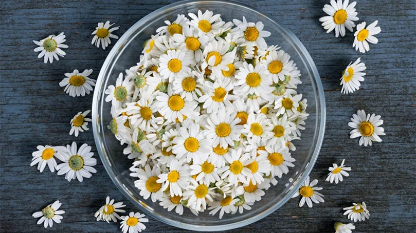 roman chamomile essential oils