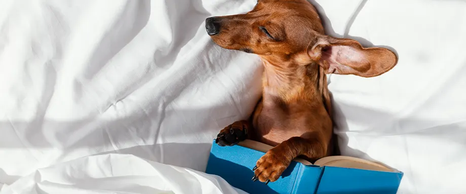 Dog sleeping with a book