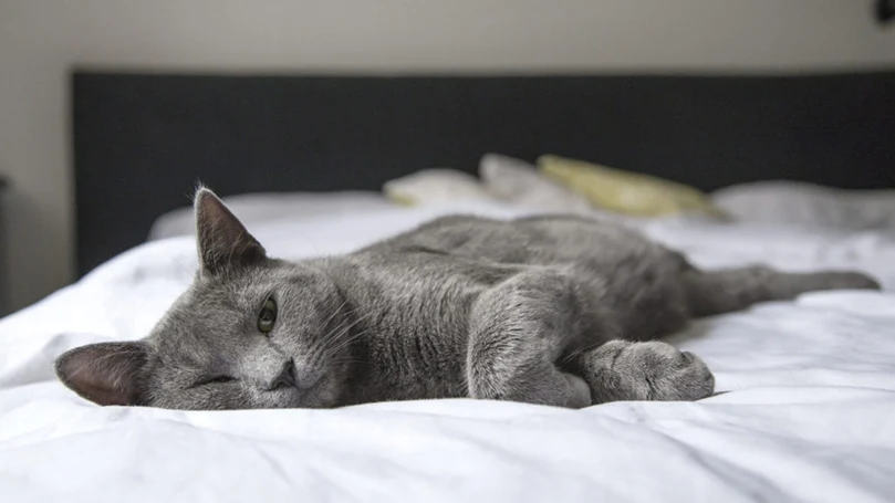 an image of a bordeaux cat in a bed