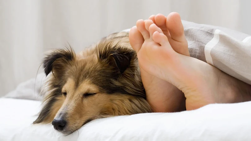 an image of a dog sleeping in a bed with its owner