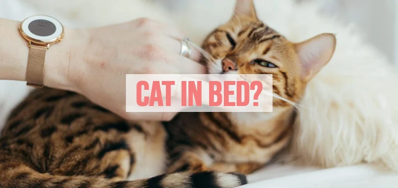an image of a cat in a bed