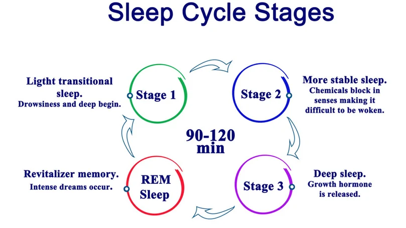 the stages of a sleep cycle