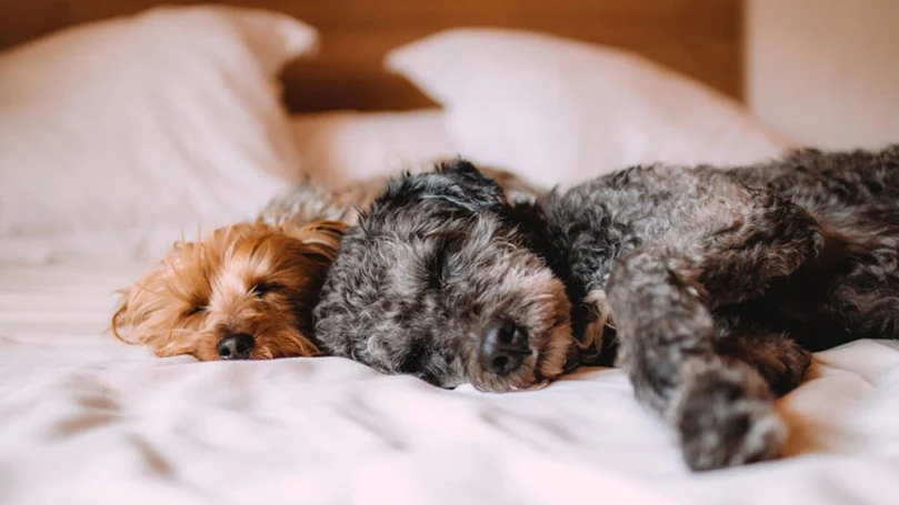 two dogs sleeping in a bed