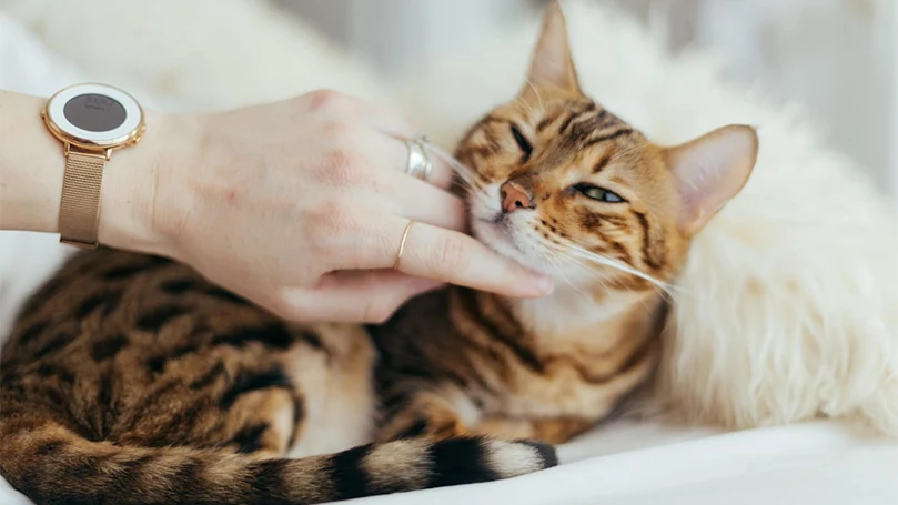 an image of a cat playing with an owner