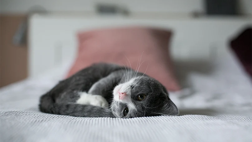 an image of a kitten laying down on a pet bed