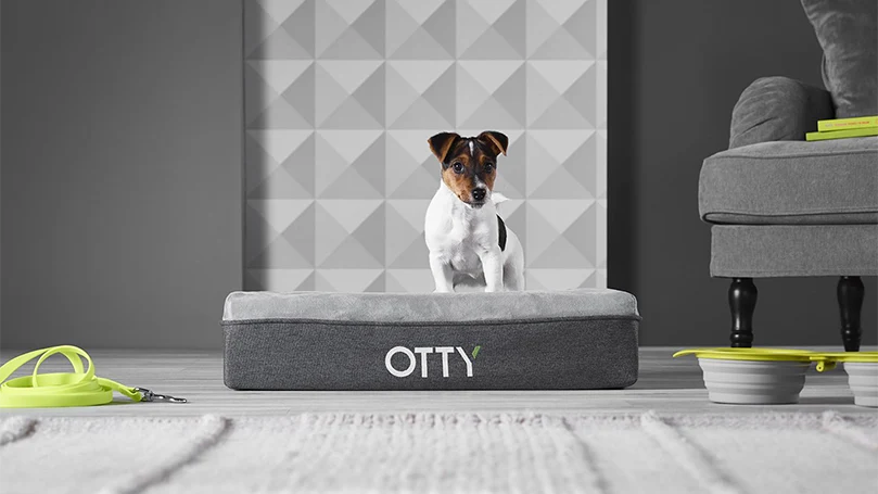 an image of a pet standing on a otty pet bed