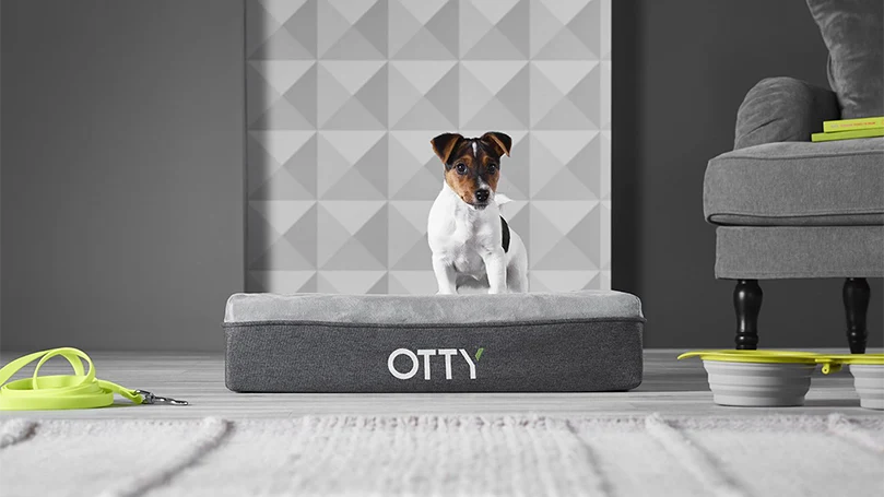 Choosing Beds for Pets The Sleep Advisors