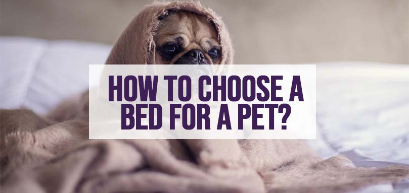 how to choose a bed for a pet