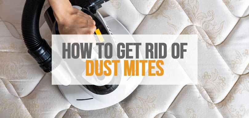 How to Get Rid of Dust Mites in 10 Steps