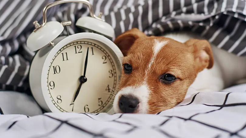 alarm clock and a jack russell terrier