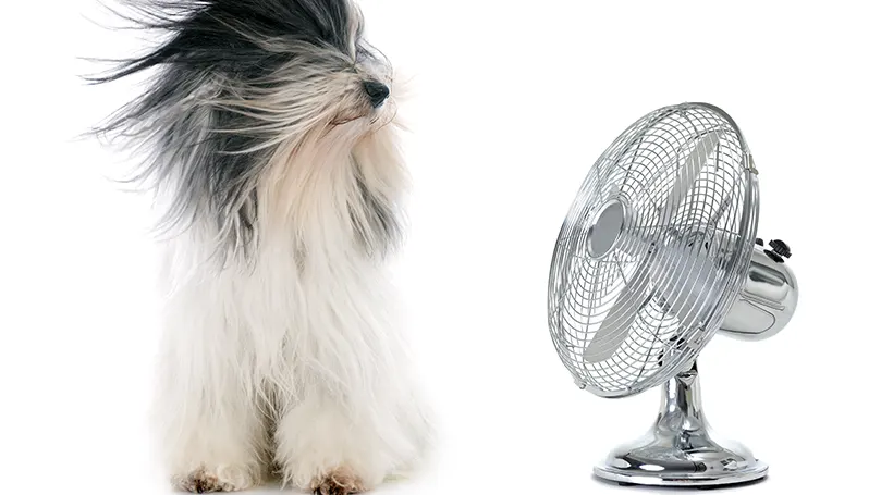 a desk cooling fan blowing air towards the dog