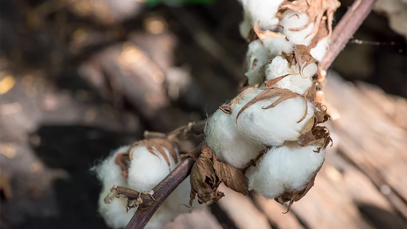 an image of Gossypium hirsutum cotton