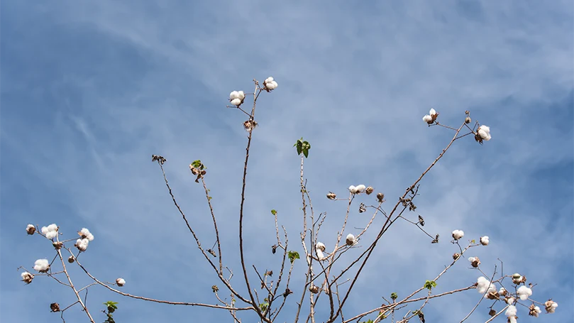 an image of defoliated cotton plants