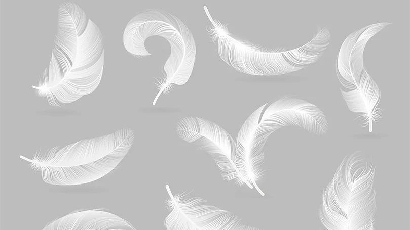 an image of down feathers