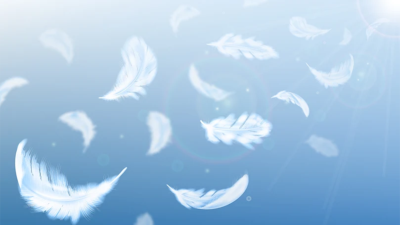an image of duck feathers flying