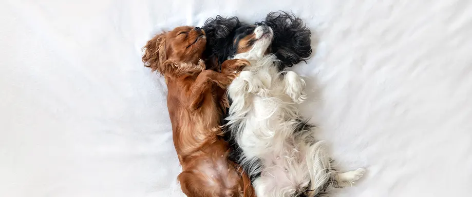 Two dogs sleeping sales together