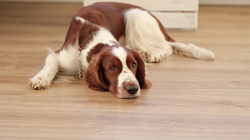 an image of a dog laying down on a floor