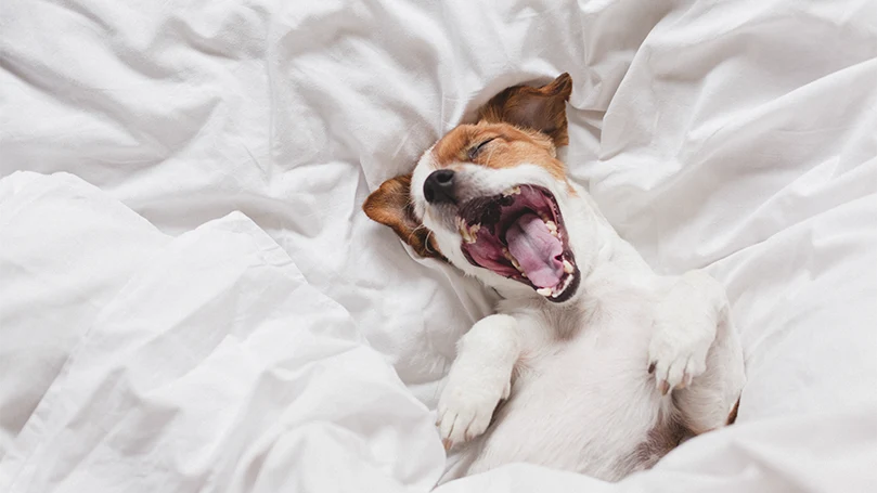 an image of a jack russell dog in a bed