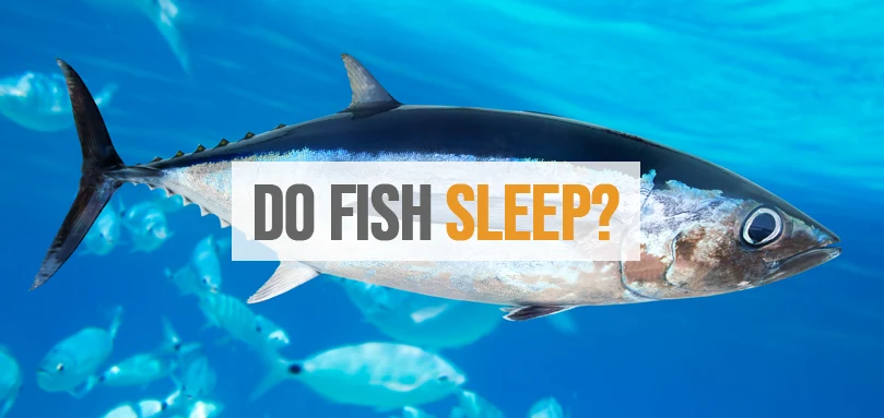 a featured image of do fish sleep
