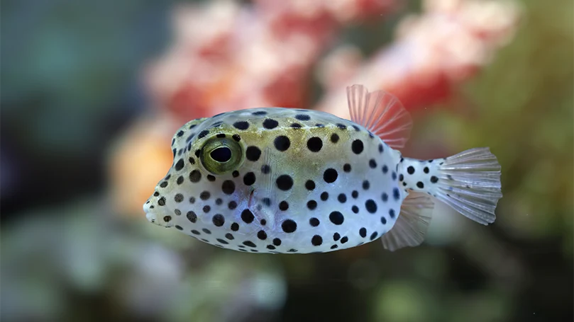 an image of puffer fish