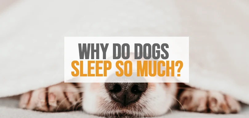 a featured image of why do dogs sleep so much