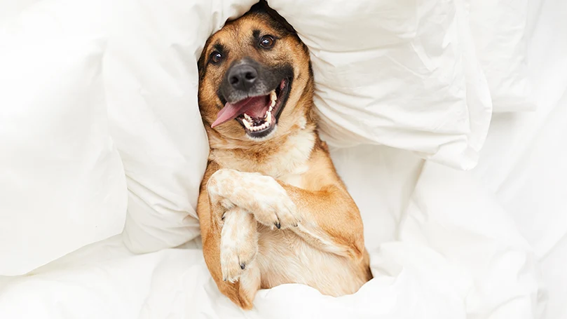 an image of a dog in an owner's bed