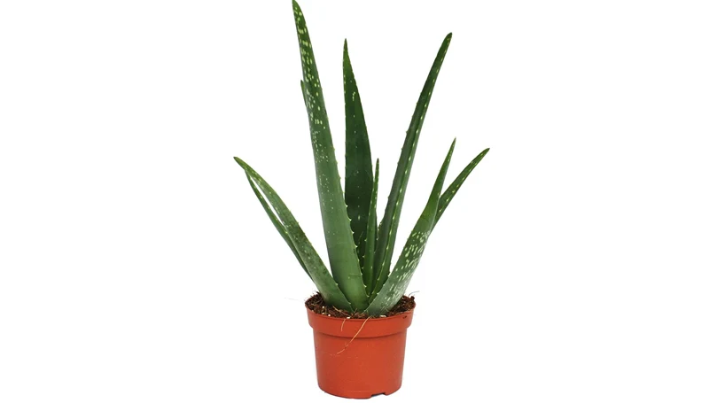 an image of aloe vera plant in a pot