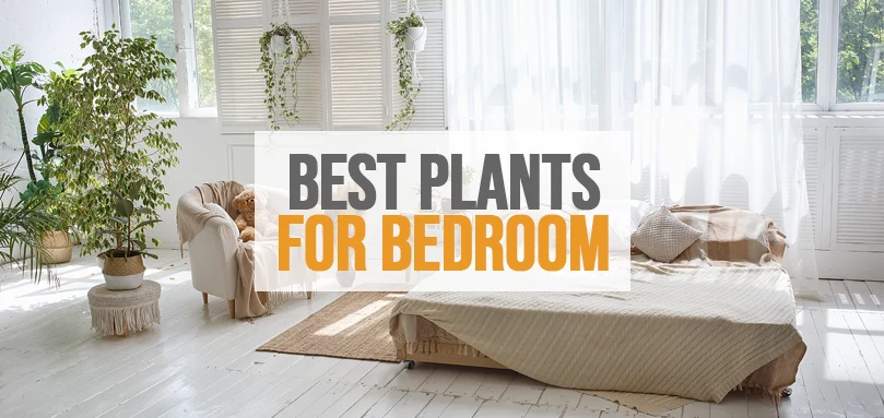 a featured image of best plants for bedroom