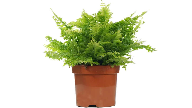 an image of boston fern plant in a pot