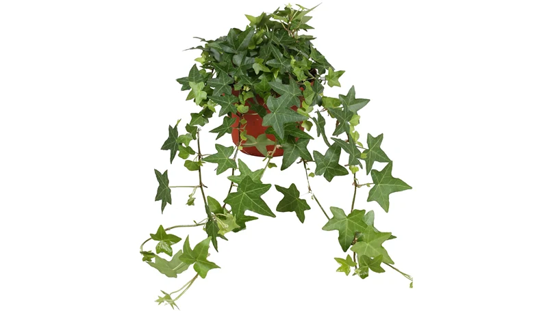an image of english ivy plant in a pot