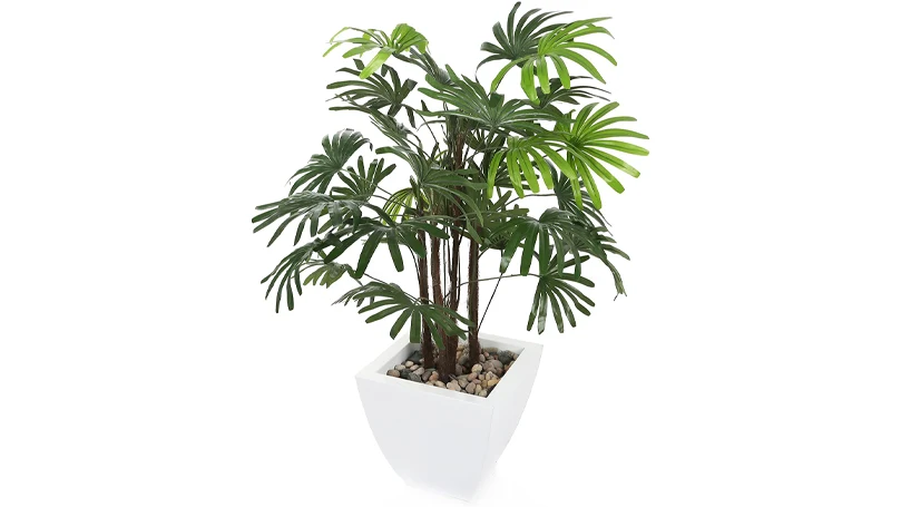 an image of lady palm in a pot