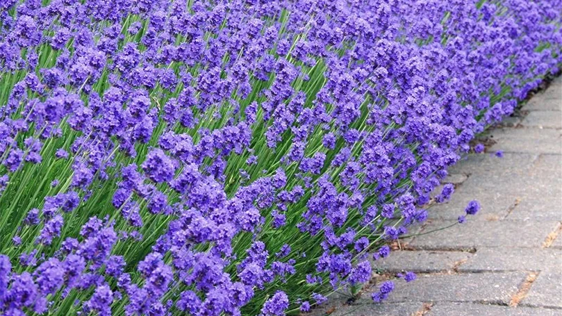 an image of lavender flowers