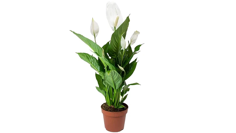 an image of peace lily plant in a pot