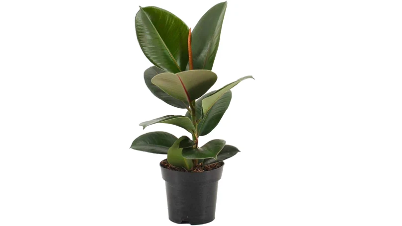 an image of rubber plant in a pot