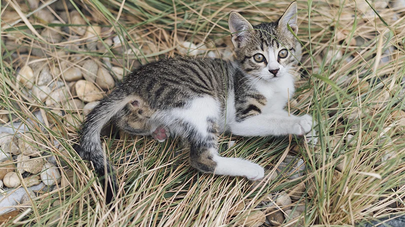 an image of a kitten playing outdoor