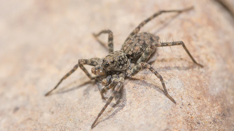 an image of a spider on a rock