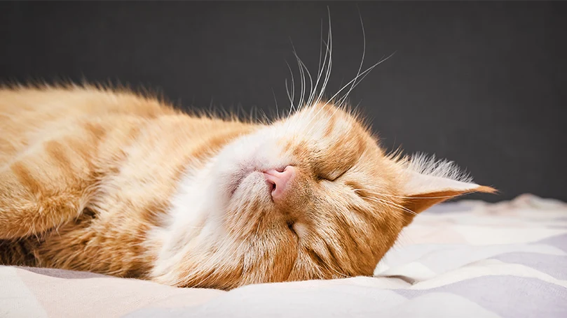 an image of a yellow cat sleeping deeply on a bed