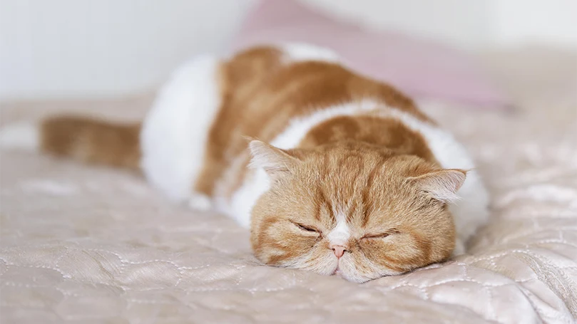 an image of a yellow cat sleeping on a bed