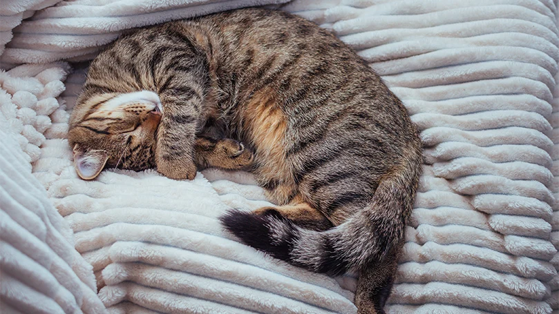 an image of an adult cat sleeping in a bed