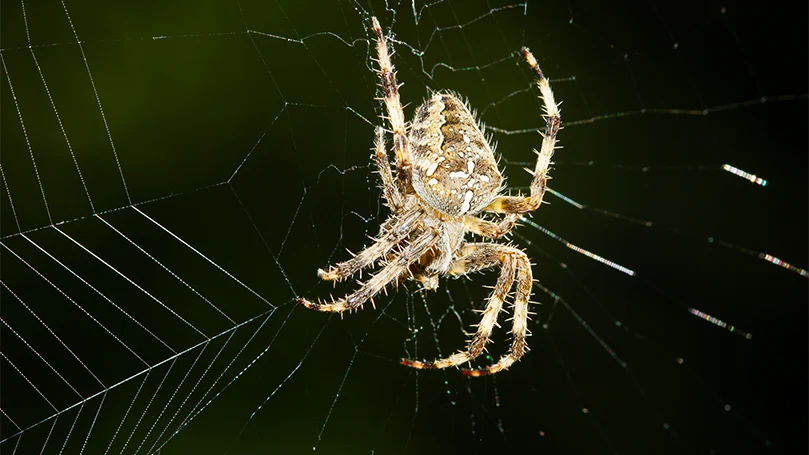 an image of european spider on a spider web