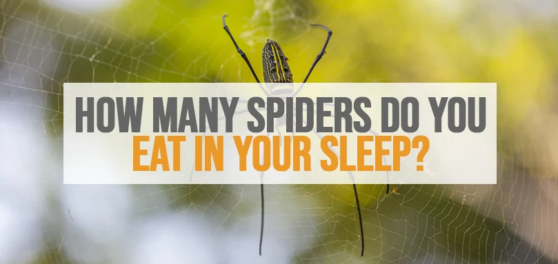 a featured image of how many spiders do you eat in your sleep